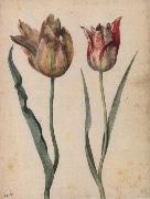 Two Tulips